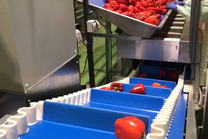Paletizado automático de cajas y transporte de palets | Proatec