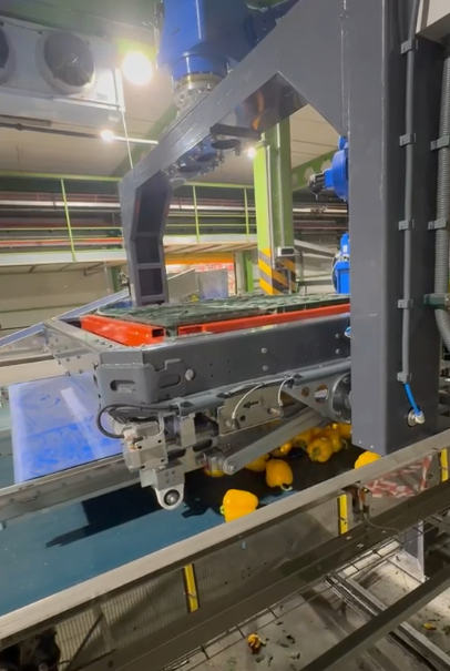 Robot volcando pimiento en cajas - Proatec